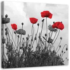 Obraz na plátně Červené květy máku Rozměry: 30 x 30 cm