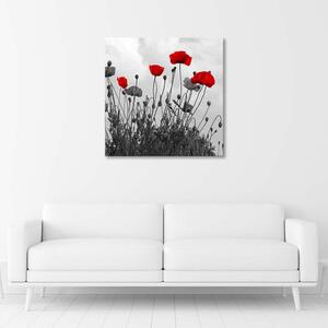 Obraz na plátně Červené květy máku Rozměry: 30 x 30 cm