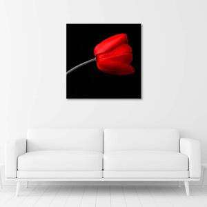 Obraz na plátně Červený tulipán květ Rozměry: 30 x 30 cm