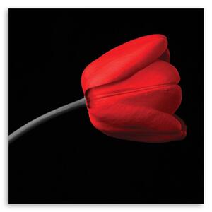 Obraz na plátně Červený tulipán květ Rozměry: 30 x 30 cm