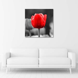 Obraz na plátně Červený tulipán Rozměry: 30 x 30 cm