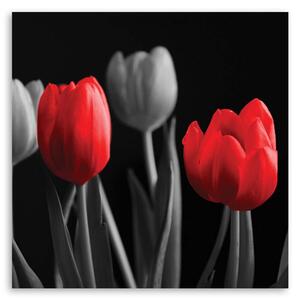Obraz na plátně Červené tulipány Rozměry: 30 x 30 cm