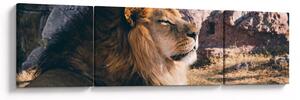 Obraz ležícího lva (170x50 cm)