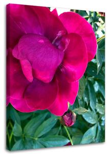Obraz Velký růžový květ Velikost: 40 x 60 cm, Provedení: Obraz na plátně
