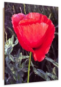 Gario Obraz Červený mák Velikost: 40 x 60 cm, Provedení: Panelový obraz