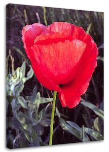 Gario Obraz Červený mák Velikost: 40 x 60 cm, Provedení: Obraz na plátně