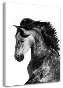 Obraz na plátně Divoký kůň Rozměry: 40 x 60 cm
