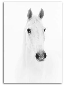 Obraz na plátně Šedý kůň Rozměry: 40 x 60 cm