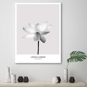 Obraz na plátně Bílý lotosový květ Rozměry: 40 x 60 cm