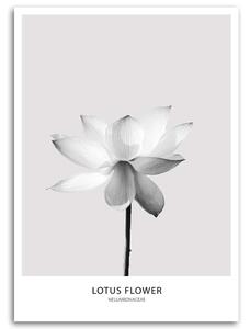 Obraz na plátně Bílý lotosový květ Rozměry: 40 x 60 cm