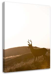 Obraz na plátně Mladý jelen Rozměry: 40 x 60 cm