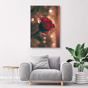 Obraz na plátně Červená růže květ Rozměry: 40 x 60 cm