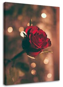 Obraz na plátně Červená růže květ Rozměry: 40 x 60 cm