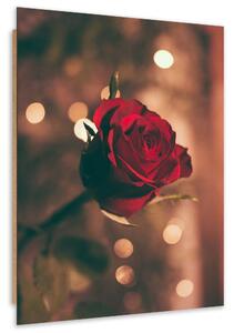 Gario Obraz Červená růže květ Velikost: 60 x 90 cm, Provedení: Panelový obraz