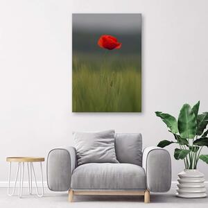 Obraz na plátně Poppy v terénu Rozměry: 40 x 60 cm