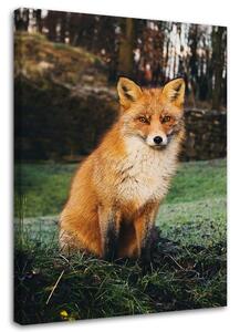 Obraz na plátně Liška v lese Rozměry: 40 x 60 cm