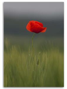 Obraz na plátně Poppy v terénu Rozměry: 40 x 60 cm