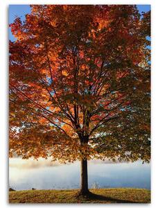 Obraz na plátně Podzimní strom Rozměry: 40 x 60 cm