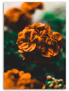 Obraz na plátně Oranžové květy Rozměry: 40 x 60 cm