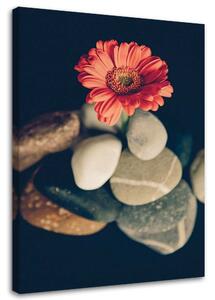 Gario Obraz Kameny a červená květina Velikost: 40 x 60 cm, Provedení: Obraz na plátně