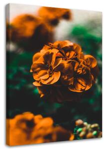 Gario Obraz Oranžové květy Velikost: 40 x 60 cm, Provedení: Obraz na plátně