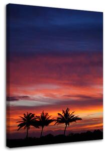 Obraz na plátně Barevná obloha a palmy Rozměry: 40 x 60 cm