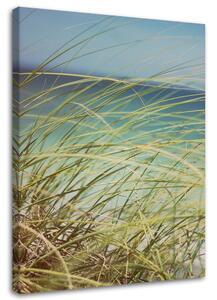 Obraz na plátně Tráva na dunách Rozměry: 40 x 60 cm
