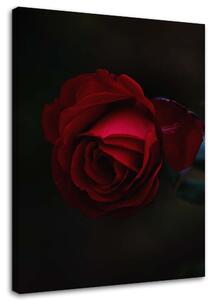 Obraz na plátně Růže na černém pozadí Rozměry: 40 x 60 cm