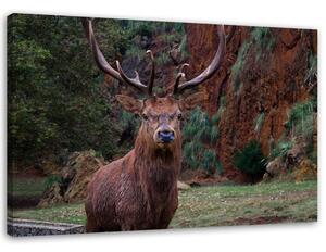 Obraz na plátně Král lesa Rozměry: 60 x 40 cm