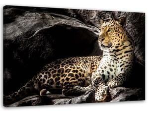Obraz na plátně Leopard na skalách Rozměry: 60 x 40 cm