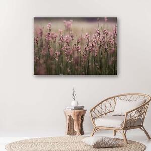 Obraz na plátně Růžové polní květiny Rozměry: 60 x 40 cm