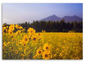 Obraz na plátně Žluté polní květiny Rozměry: 60 x 40 cm