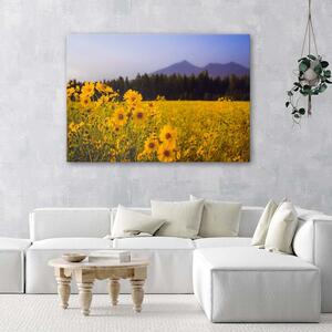 Obraz na plátně Žluté polní květiny Rozměry: 60 x 40 cm