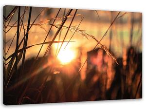 Obraz na plátně Hroty na slunci Rozměry: 60 x 40 cm