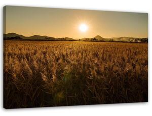 Obraz na plátně Kukuřičné pole Rozměry: 60 x 40 cm