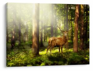 Obraz jelena v lese (70x50 cm)