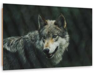 Gario Obraz Šedý vlk Velikost: 60 x 40 cm, Provedení: Panelový obraz