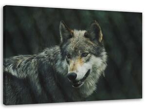 Gario Obraz Šedý vlk Velikost: 100 x 70 cm, Provedení: Obraz na plátně