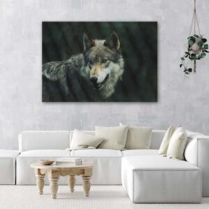 Obraz Šedý vlk Rozměry: 100 x 70 cm, Provedení: Obraz na plátně