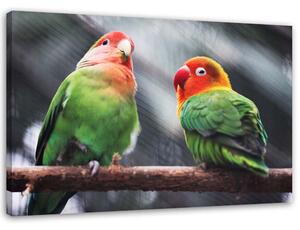 Obraz na plátně Barevní papoušci Rozměry: 60 x 40 cm