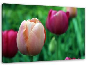 Obraz na plátně Růžové tulipány Rozměry: 60 x 40 cm