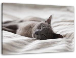 Obraz na plátně Spící kočka Rozměry: 60 x 40 cm