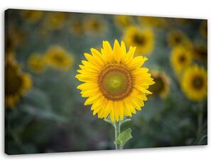 Obraz na plátně Mladé slunečnice Rozměry: 60 x 40 cm