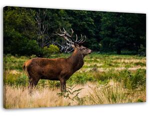 Obraz na plátně Řvoucí jelen Rozměry: 60 x 40 cm