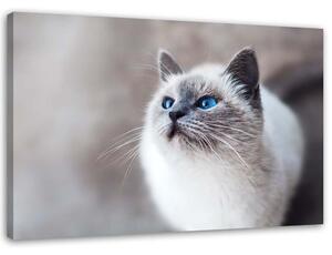 Obraz na plátně Sibiřská kočka Rozměry: 60 x 40 cm