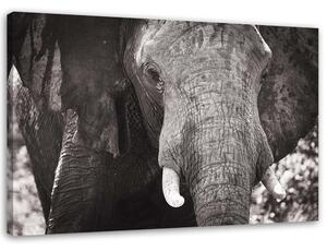 Obraz na plátně Černobílý slon Rozměry: 60 x 40 cm