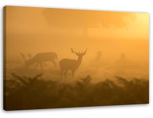 Obraz na plátně Stádo jelenů za úsvitu Rozměry: 60 x 40 cm