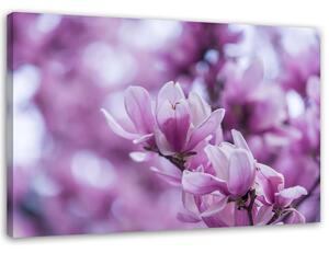 Obraz na plátně Květy magnólie Rozměry: 60 x 40 cm