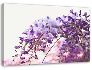 Obraz na plátně Glycine šeřík květiny Rozměry: 60 x 40 cm