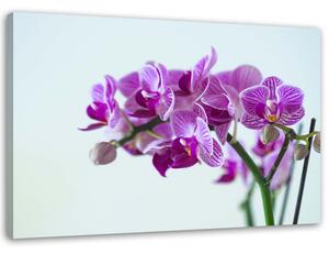 Obraz na plátně Větev orchideje Rozměry: 60 x 40 cm